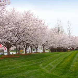 Autumnalis Flowering Cherry Tree Live Plant – Pink Blossoms – 2.5 inch Pot - Image 5