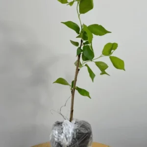 Autumnalis Flowering Cherry Tree Live Plant – Pink Blossoms – 2.5 inch Pot - Image 6