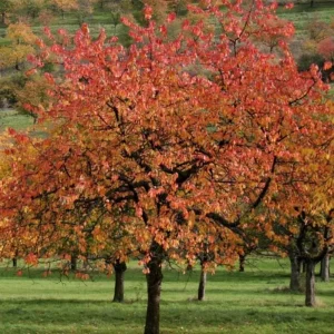 Autumnalis Flowering Cherry Tree Live Plant – Pink Blossoms – 2.5 inch Pot - Image 8