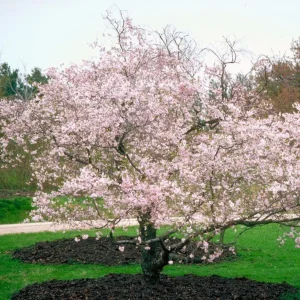 Autumnalis Flowering Cherry Tree Live Plant – Pink Blossoms – 2.5 inch Pot - Image 9
