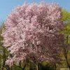 Autumnalis Flowering Cherry Tree Live Plant – Pink Blossoms – 2.5 inch Pot - Image 1