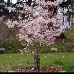 Autumnalis Rosea Cherry Tree - 2-3 Ft Tall Live Plant - 3 Gallon Pot - Outdoor Flowering - Image 1