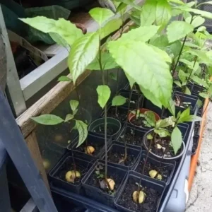 Avocado Live Plant – Up to 2 ft Tall – Fruit Tree – Indoor/Outdoor - Image 2