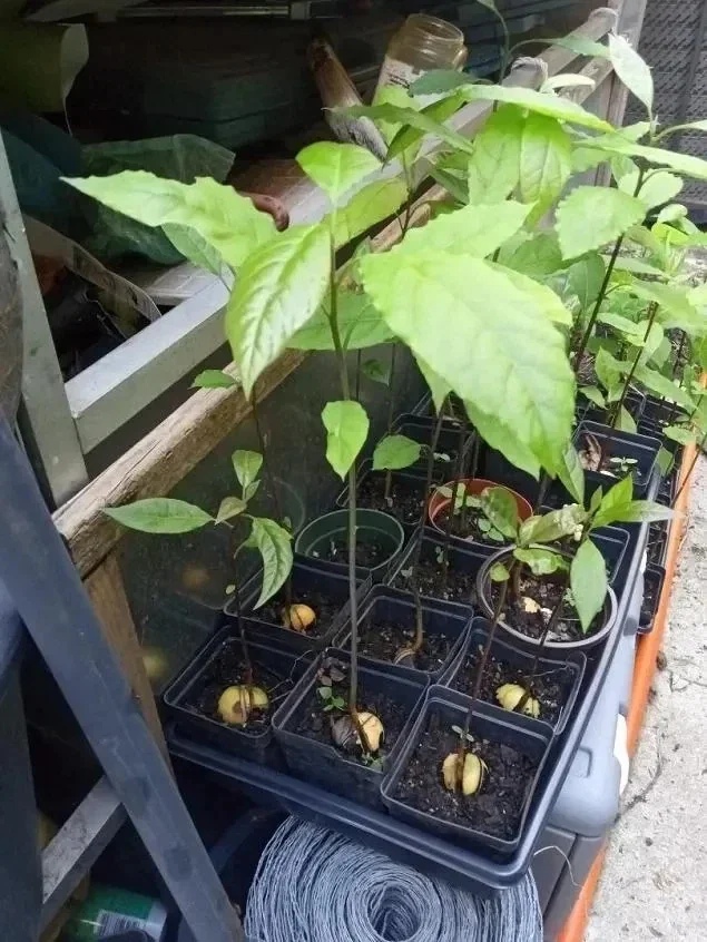 Avocado Live Plant – Up to 2 ft Tall – Fruit Tree – Indoor/Outdoor - Image 2