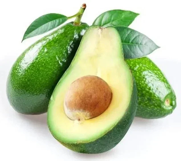 Avocado Live Plant – Up to 2 ft Tall – Fruit Tree – Indoor/Outdoor - Image 1