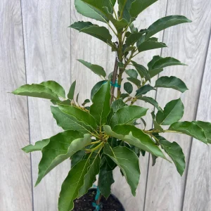 Avocado Tree Live Plant – Persea americana Grafted – 3 Gallon Pot – Outdoor Fruit Tree - Image 3