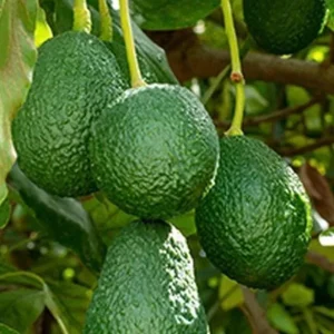 Avocado Tree Live Plant – Persea americana Grafted – 3 Gallon Pot – Outdoor Fruit Tree - Image 1