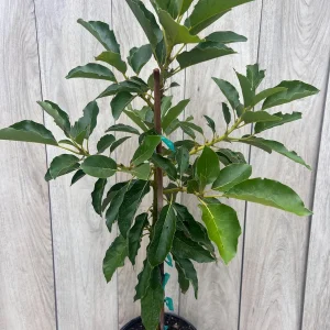 Avocado Tree Live Plant – Persea americana Grafted – 3 Gallon Pot – Outdoor Fruit Tree - Image 5