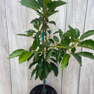 Avocado Tree Live Plant – Persea americana Grafted – 3 Gallon Pot – Outdoor Fruit Tree - Image 6