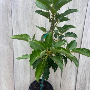 Avocado Tree Live Plant – Persea americana Grafted – 3 Gallon Pot – Outdoor Fruit Tree - Image 7