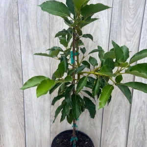 Avocado Tree Live Plant – Persea americana Grafted – 3 Gallon Pot – Outdoor Fruit Tree - Image 8