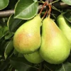 Ayers Pear Grafted Fruit Tree - Bare-Root - Disease Resistant - Zones 5-8 - Image 1