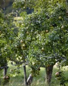 Ayers Pear Grafted Fruit Tree - Bare-Root - Disease Resistant - Zones 5-8 - Image 2