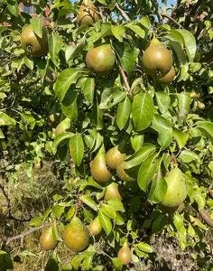 Ayers Pear Grafted Fruit Tree - Bare-Root - Disease Resistant - Zones 5-8 - Image 3