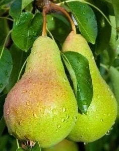 Ayers Pear Grafted Fruit Tree - Bare-Root - Disease Resistant - Zones 5-8 - Image 5