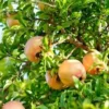 Azadi Pomegranate Live Plant - Punica Granatum Azadi Fruit Starter Tree - Image 1