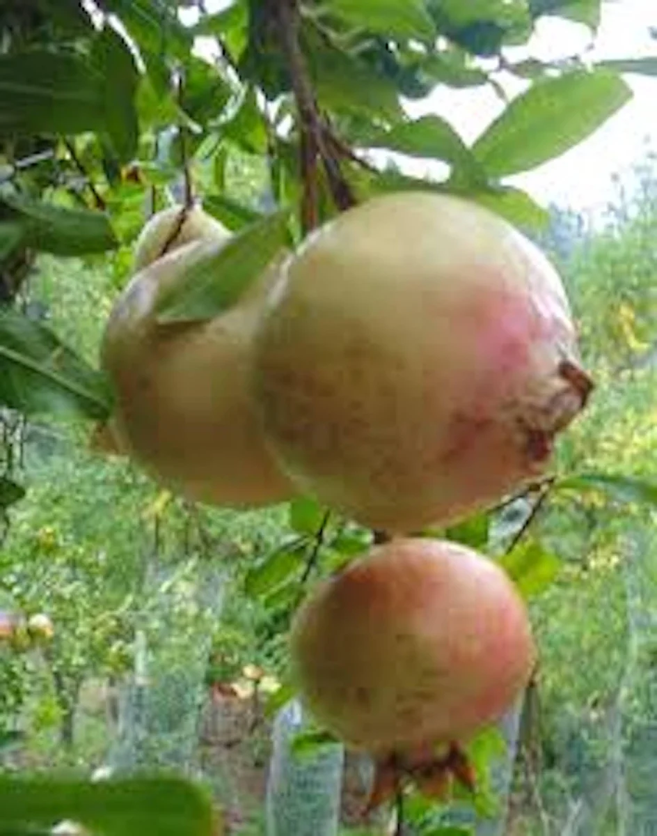 Azadi Pomegranate Live Plant - Punica Granatum Azadi Fruit Starter Tree - Image 2