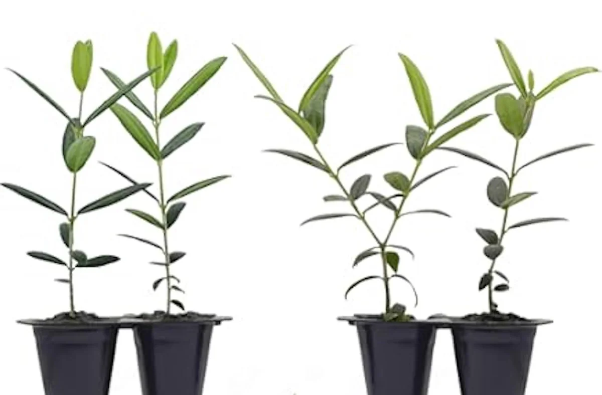 Azadi Pomegranate Live Plant - Punica Granatum Azadi Fruit Starter Tree - Image 3