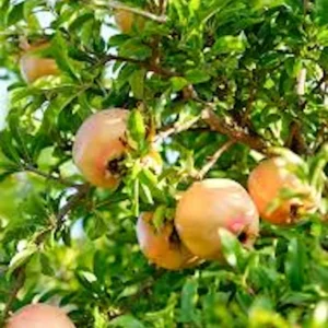 Azadi Pomegranate Live Plant - Punica Granatum Azadi Fruit Starter Tree - Image 1