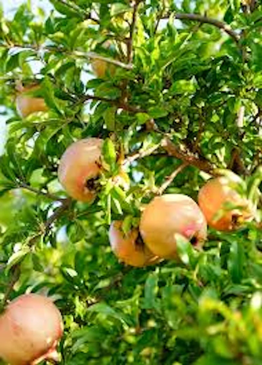 Azadi Pomegranate Live Plant - Punica Granatum Azadi Fruit Starter Tree - Image 5
