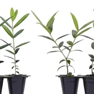 Azadi Pomegranate Live Plant - Rare Soft-Seeded Fruit Tree for USDA Zones 8-11 - Image 3