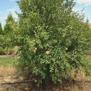 Azadi Pomegranate Live Plant - Rare Soft-Seeded Fruit Tree for USDA Zones 8-11 - Image 4