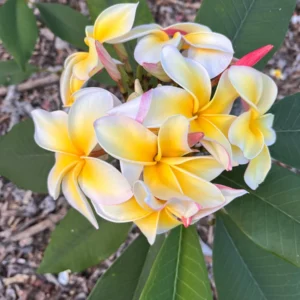 Aztec Gold Frangipani Plumeria Unrooted Cutting 10-12 in - Tropical Live Plant - Image 1