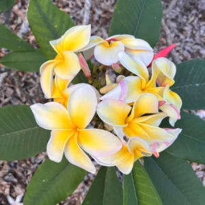 Aztec Gold Frangipani Plumeria Unrooted Cutting 10-12 in - Tropical Live Plant - Image 2