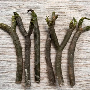 Aztec Gold Frangipani Plumeria Unrooted Cutting 10-12 in - Tropical Live Plant - Image 5