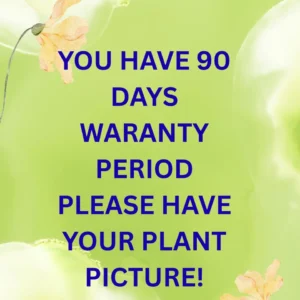 Aztec Gold Frangipani Plumeria Unrooted Cutting 10-12 in - Tropical Live Plant - Image 6