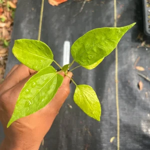 Babaco Mountain Papaya Live Plant - Rare Tropical Fruit Tree, 1-2 lbs Fruit - Image 10