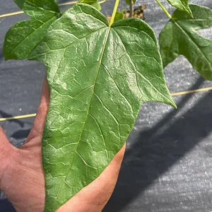 Babaco Mountain Papaya Live Plant - Rare Tropical Fruit Tree, 1-2 lbs Fruit - Image 3