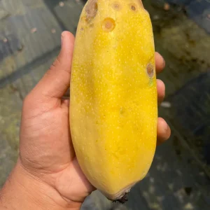 Babaco Mountain Papaya Live Plant - Rare Tropical Fruit Tree, 1-2 lbs Fruit - Image 4