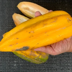 Babaco Mountain Papaya Live Plant - Rare Tropical Fruit Tree, 1-2 lbs Fruit - Image 6