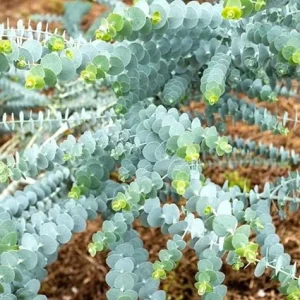 Baby Blue Eucalyptus Live Plant, 2.5 inch Pot, Indoor Outdoor Starter - Image 4