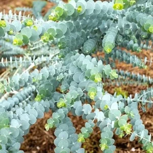 Baby Blue Eucalyptus Live Plant, 2.5 inch Pot, Indoor Outdoor Starter - Image 7
