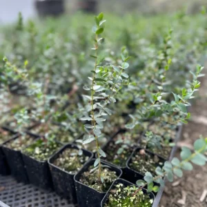 Baby Blue Eucalyptus Live Plant, Evergreen Tree, 2.5 inch Pot - Image 10