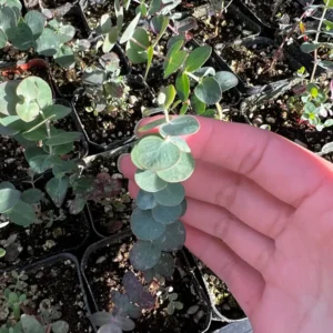 Baby Blue Eucalyptus Live Plant, Evergreen Tree, 2.5 inch Pot - Image 2
