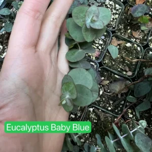 Baby Blue Eucalyptus Live Plant, Evergreen Tree, 2.5 inch Pot - Image 3
