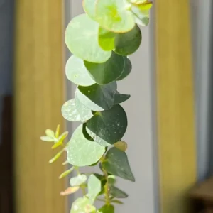 Baby Blue Eucalyptus Live Plant, Evergreen Tree, 2.5 inch Pot - Image 1