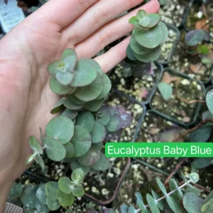 Baby Blue Eucalyptus Live Plant, Evergreen Tree, 2.5 inch Pot - Image 4