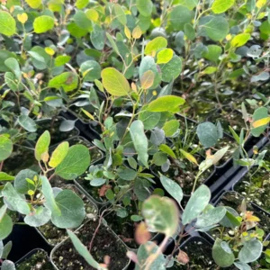 Baby Blue Eucalyptus Live Plant, Evergreen Tree, 2.5 inch Pot - Image 7