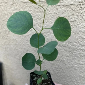 Baby Blue Eucalyptus Live Plant, Evergreen Tree, 2.5 inch Pot - Image 8