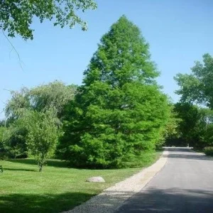 Bald Cypress Bare-root Tree - 2 Pack Live Plant for Landscaping - Image 3