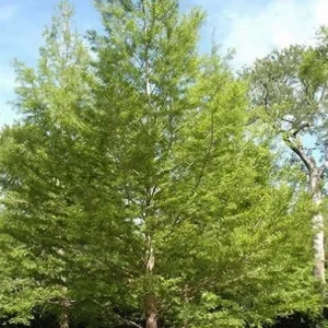 Bald Cypress Bare-root Tree - 2 Pack Live Plant for Landscaping - Image 5