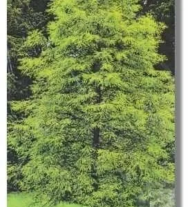 Bald Cypress Bareroot Seedlings - 5 Pack, 1-2 ft Tall, Live Plant, Outdoor Tree - Image 2