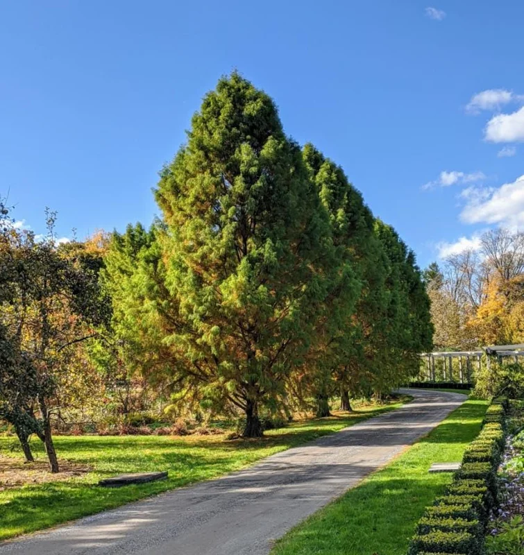 Bald Cypress Live Plant – Quart Pot – Deciduous Conifer Tree – Outdoor - Image 1