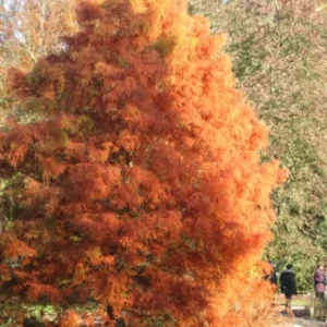 Bald Cypress Live Plant – Quart Pot – Deciduous Conifer Tree – Outdoor - Image 2