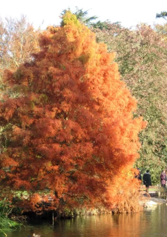 Bald Cypress Live Plant – Quart Pot – Deciduous Conifer Tree – Outdoor - Image 2