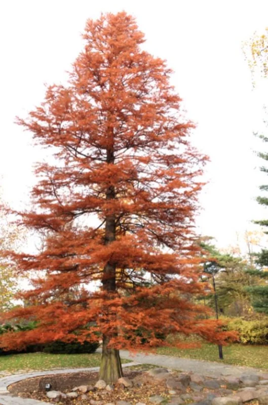 Bald Cypress Live Plant – Quart Pot – Deciduous Conifer Tree – Outdoor - Image 3